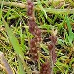 Echinochloa colonum Ffrwyth