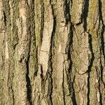 Populus deltoides Bark