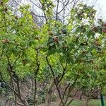 Crataegus germanica Habit