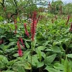 Persicaria amplexicaulis 花