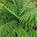 Dicksonia antarctica 葉