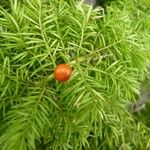 Asparagus aethiopicus Fruit