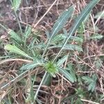 Cephalaria leucantha Leaf