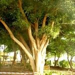 Ficus altissima Агульны выгляд