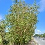 Acacia auriculiformis Blad