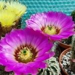 Echinocereus pectinatus Leaf