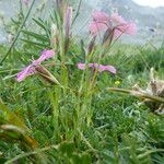 Dianthus pavonius Plante entière