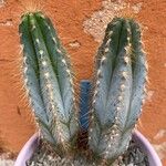 Pilosocereus pachycladus ഇല