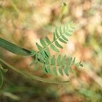 Acacia heterophylla Лист