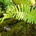 Polypodium interjectum ഇല