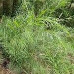 Peucedanum officinale Yaprak