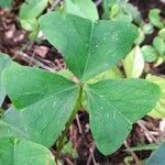 Oxalis triangularis Leaf