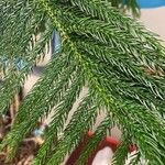 Araucaria nemorosa برگ