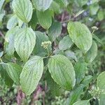 Cornus sanguinea Blatt