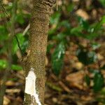 Landolphia robustior Bark