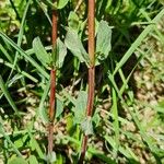 Hypericum tetrapterum Bark