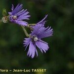 Soldanella villosa Flower