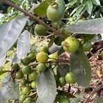 Psidium guineense Gyümölcs