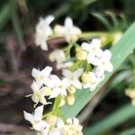 Galium pumilumFloare