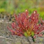 Drosera intermedia Lapas