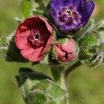 Cynoglossum officinaleFloro