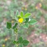 Medicago rigidula Плод