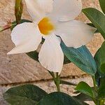 Mandevilla boliviensis Flower