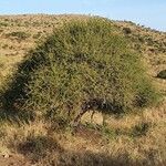 Acacia etbaica ഇല