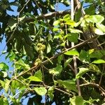 Pisonia aculeata आदत