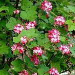 Ribes sanguineum Hábito