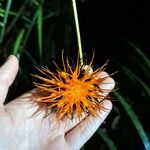 Gurania sinuata Flor