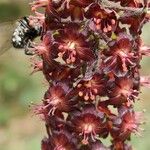 Veratrum nigrumBlomma