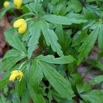 Anemonoides ranunculoides Blatt