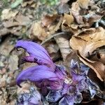 Lathraea clandestinaFlower