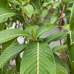 Sanchezia oblonga Leaf