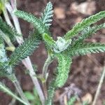 Achillea tomentosa 整株植物