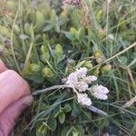 Biscutella arvernensis Tunda