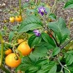 Capsicum pubescens Λουλούδι