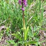 Orchis mascula Habitus