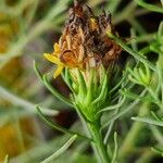 Galatella linosyris Fruit