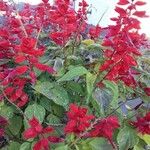 Salvia splendens Yeri