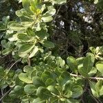 Pittosporum viridiflorum موطن