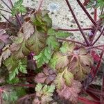 Geranium robertianum Folha