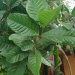 Petrea volubilis Leaf