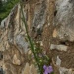 Campanula pyramidalis Συνήθη χαρακτηριστικά