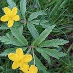 Anemone ranunculoides Leaf