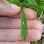 Verbena simplex Lapas