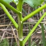 Malva arborea Kabuk