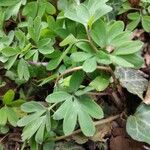 Corydalis intermedia Листок