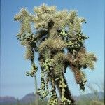 Cylindropuntia fulgida 果實